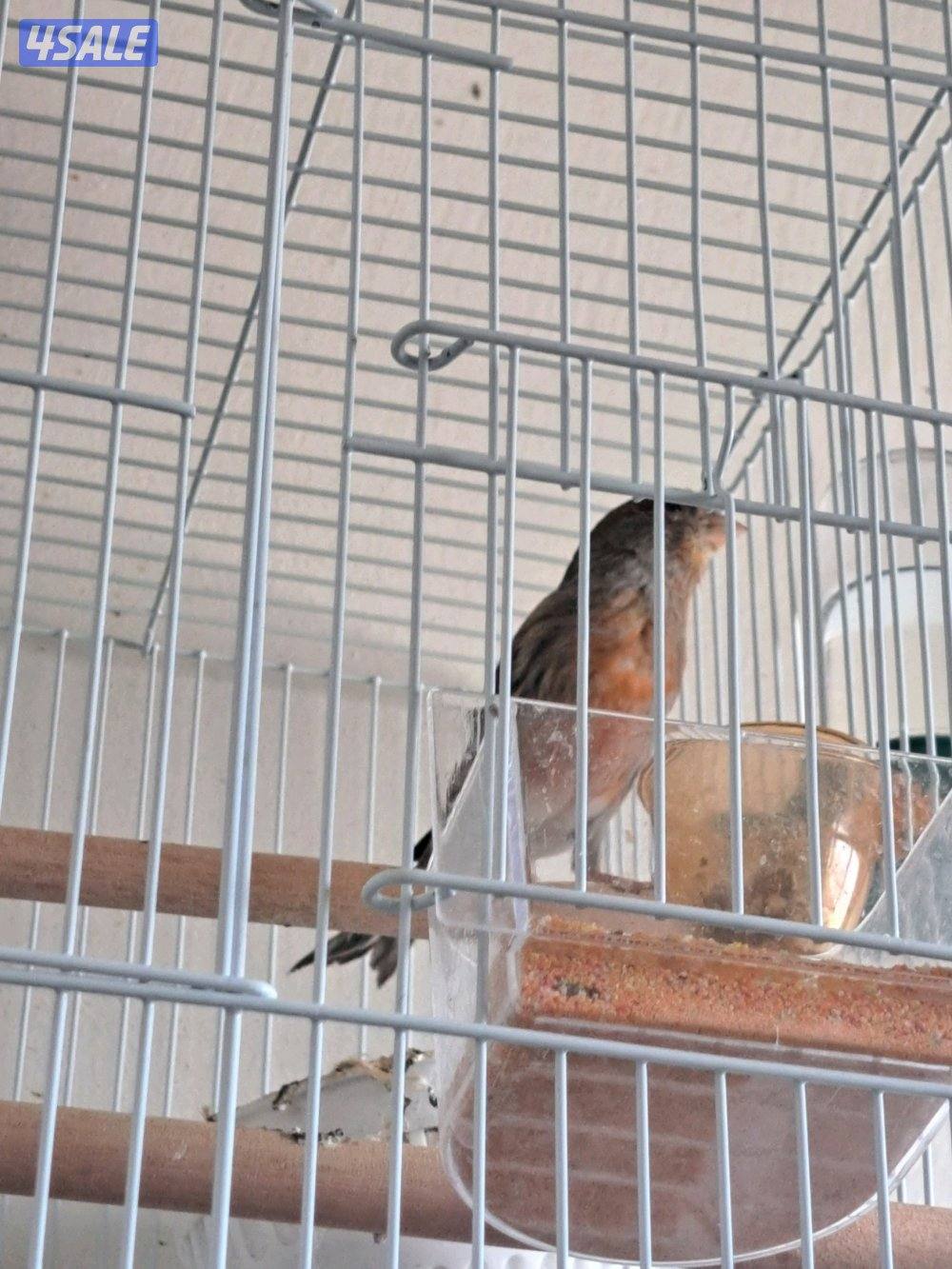 فحل تغريد  ايراني / نثيه ايرانيه2