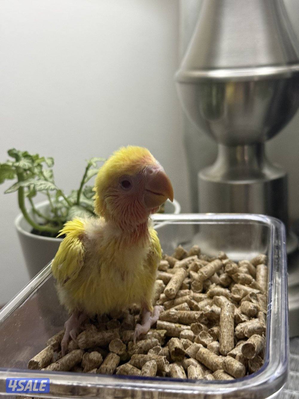 فروخ لوف بيرد صحه و الوان جميله😍0