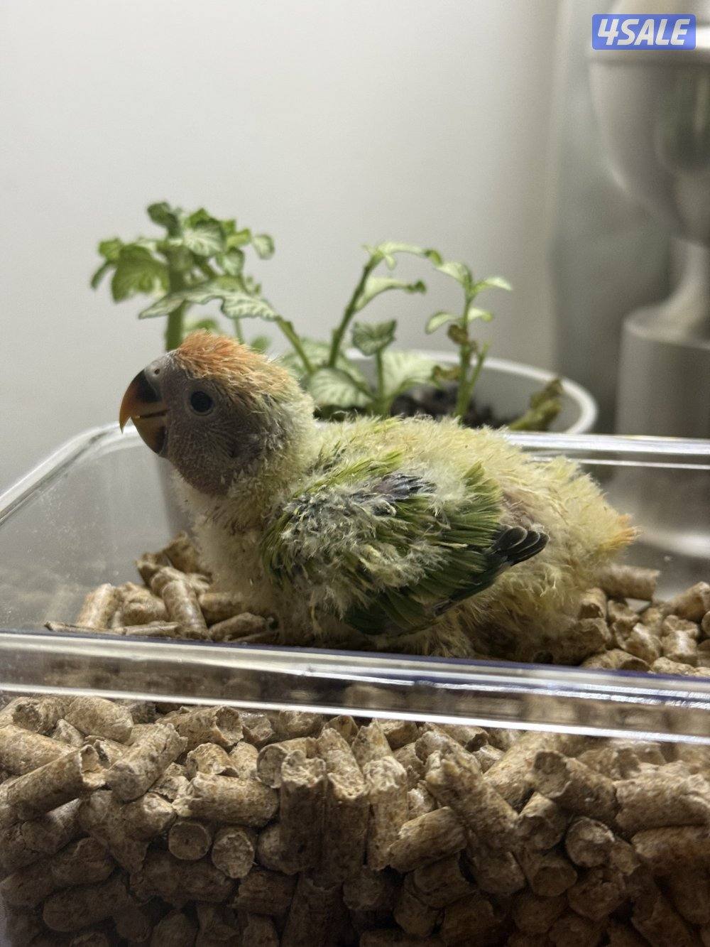 فروخ لوف بيرد صحه و الوان جميله😍2