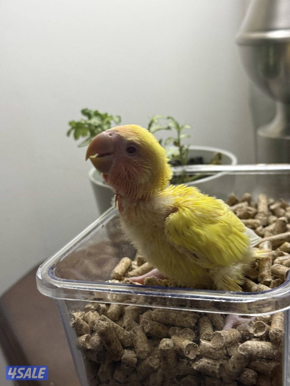 فروخ لوف بيرد صحه و الوان جميله😍3