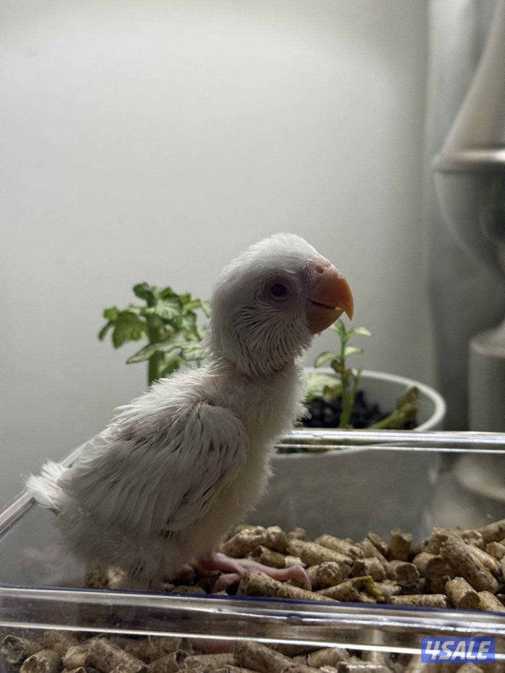 فروخ لوف بيرد صحه و الوان جميله😍4