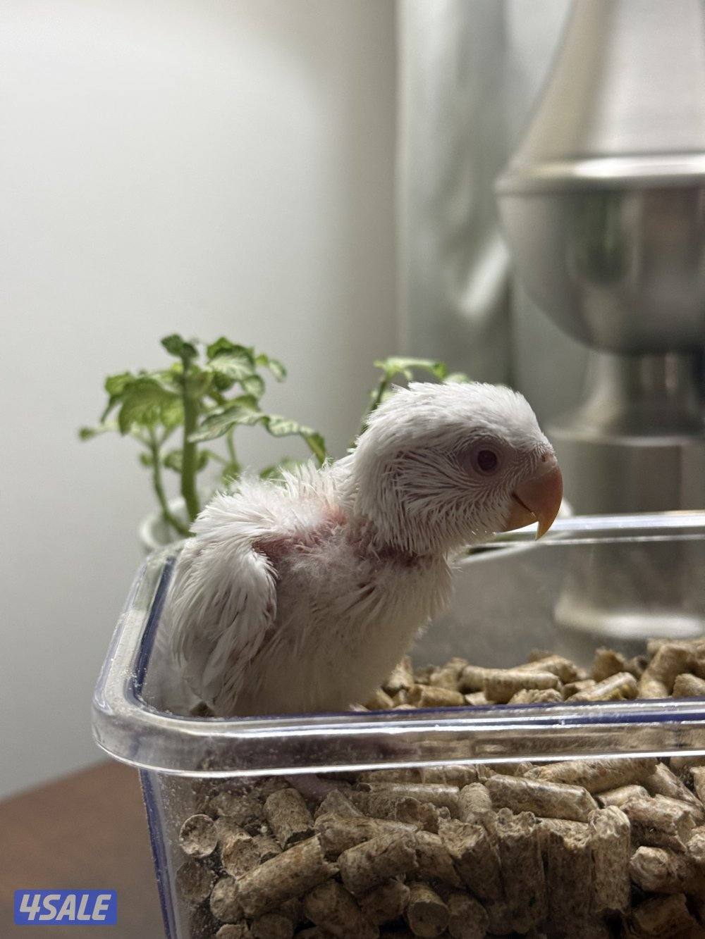 فروخ لوف بيرد صحه و الوان جميله😍5