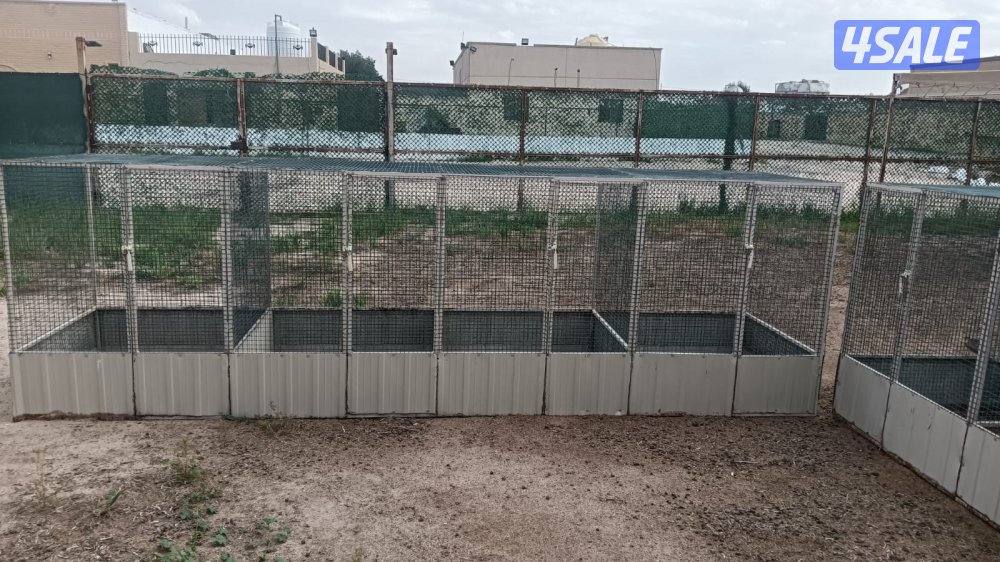 محاصير دجاج0