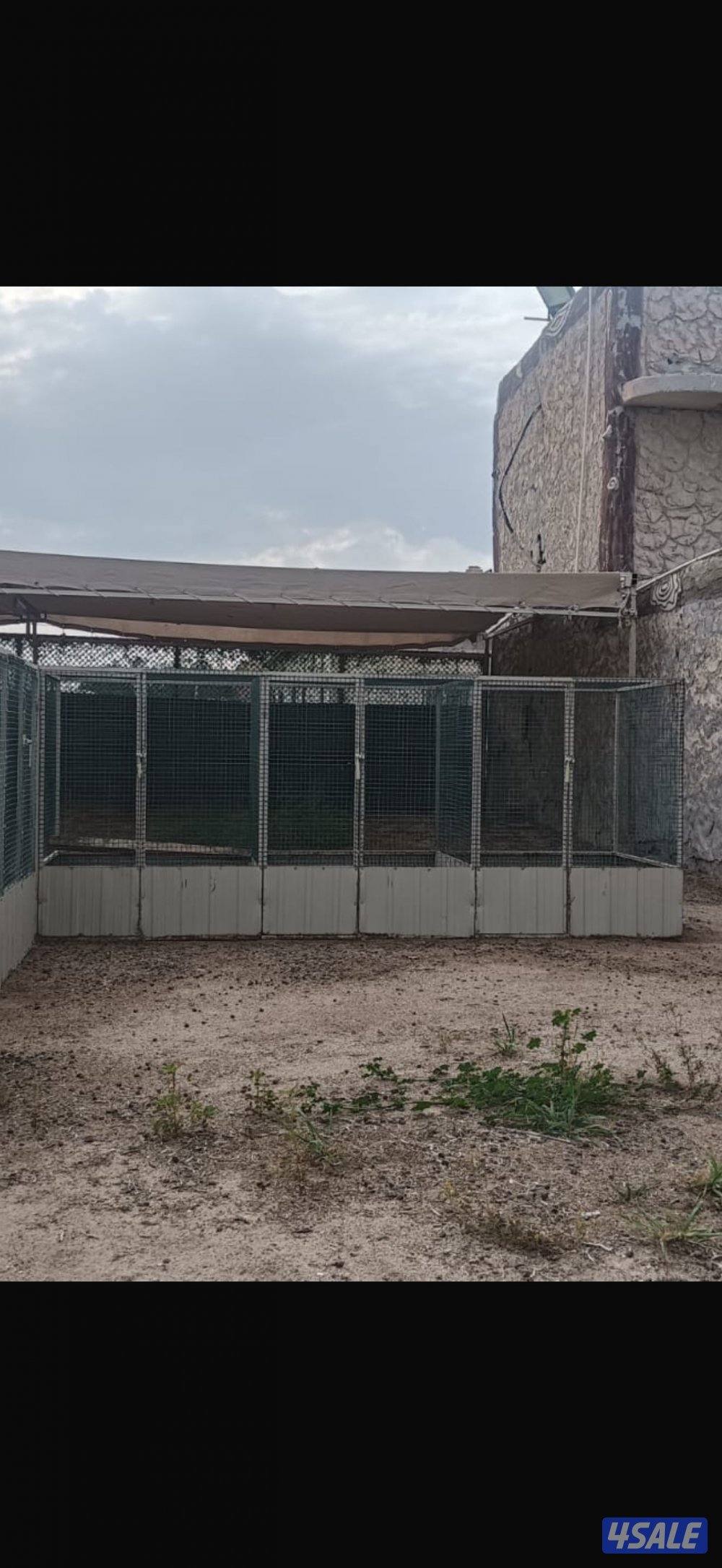 محاصير دجاج1