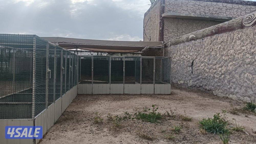 محاصير دجاج3