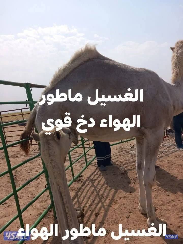 جميع مناطق الكويت0