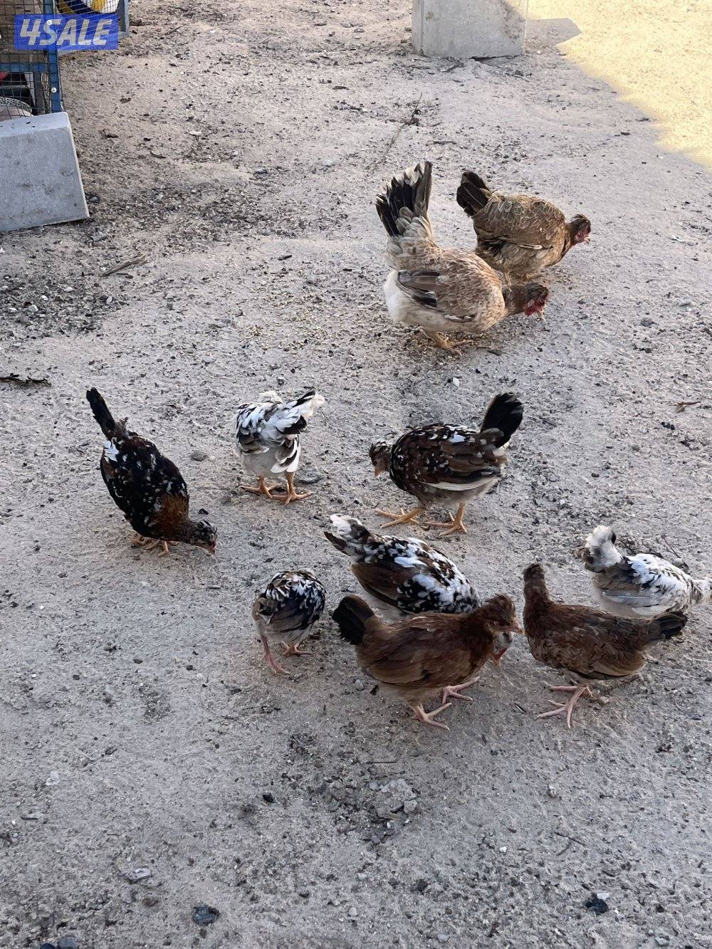 دجاج تراثي قديم ١٠ عددهم ثنتين كبار و ثمانيه اعمار الصغرشهر0