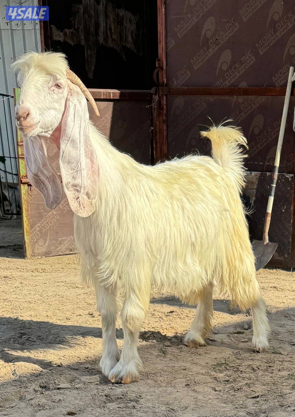 للبيع جذعه1