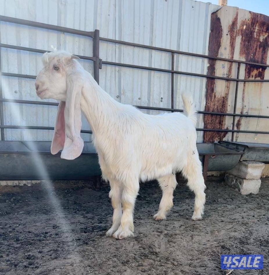 للبيع جذعه0