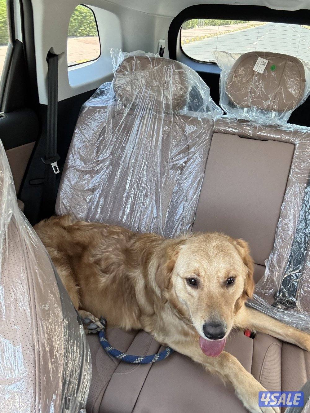 للبيع كلب قولدن عمر 11 شهر0