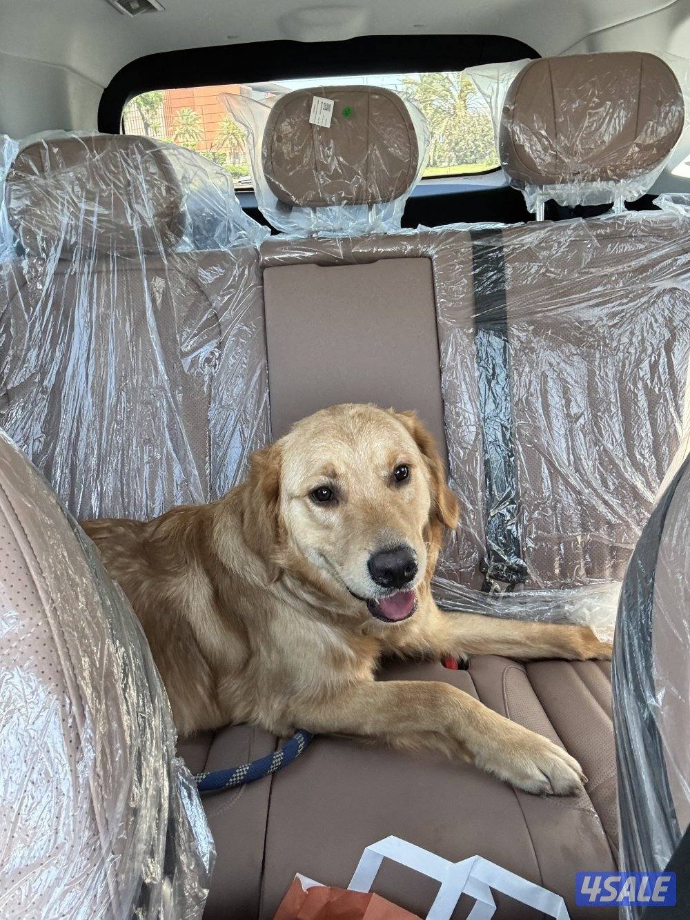 للبيع كلب قولدن عمر 11 شهر1