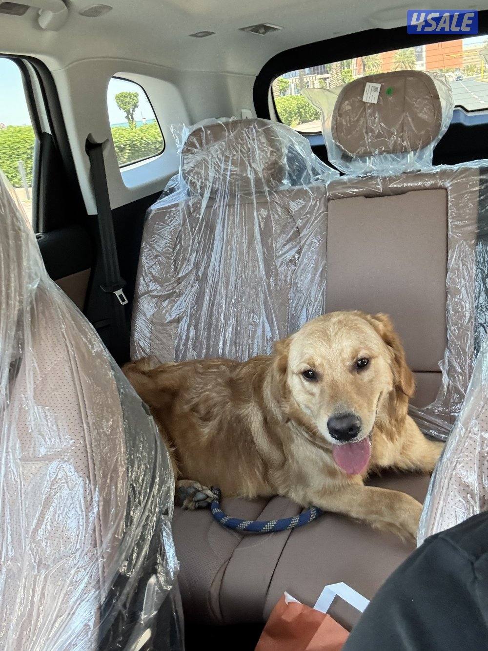 للبيع كلب قولدن عمر 11 شهر2