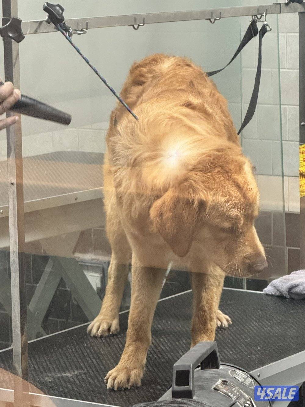 للبيع كلب قولدن عمر 11 شهر3