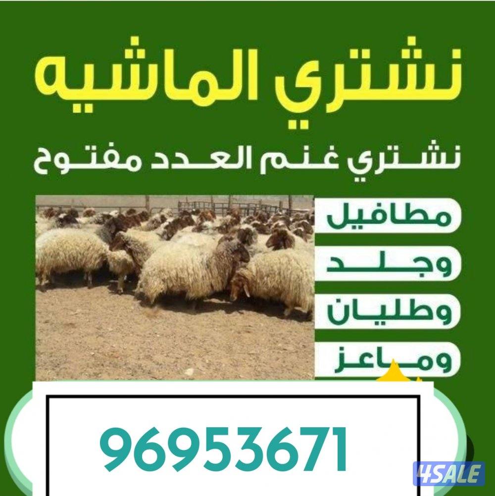 نشترى جميع الماشيه العدد مفتوح غنم وماعز تيوس ذبايح0