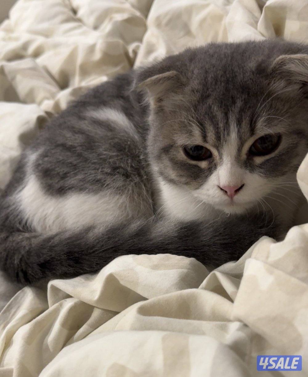 للتواصل واتساب0