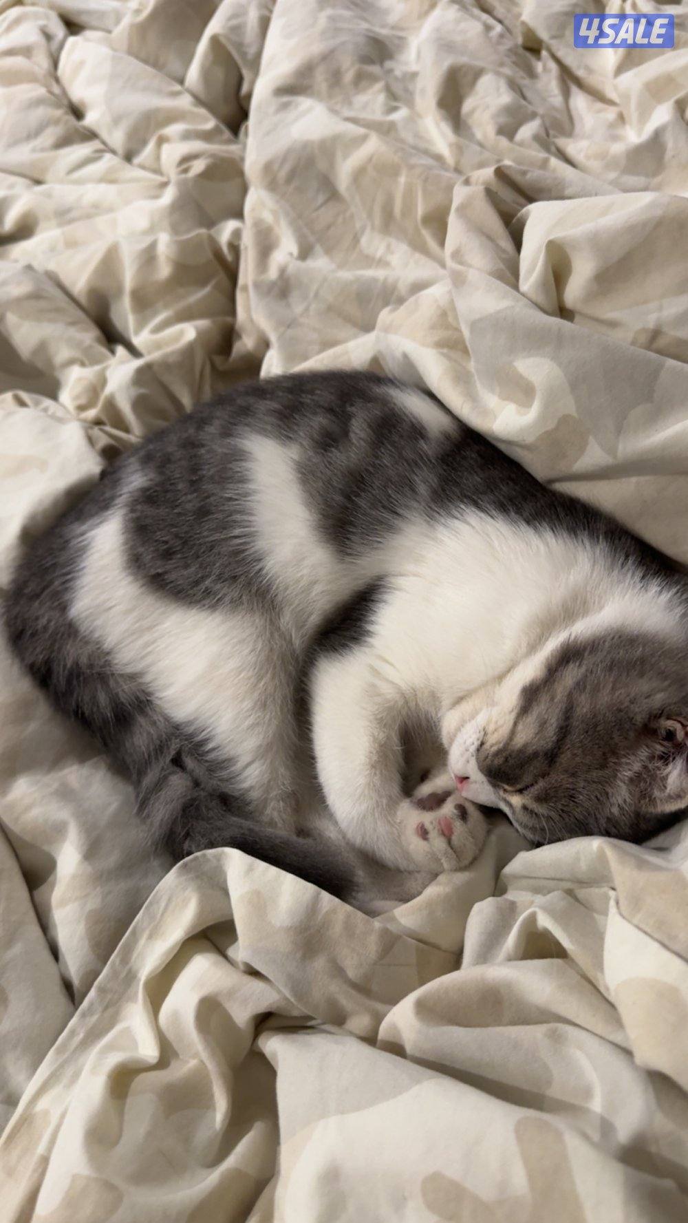 للتواصل واتساب1