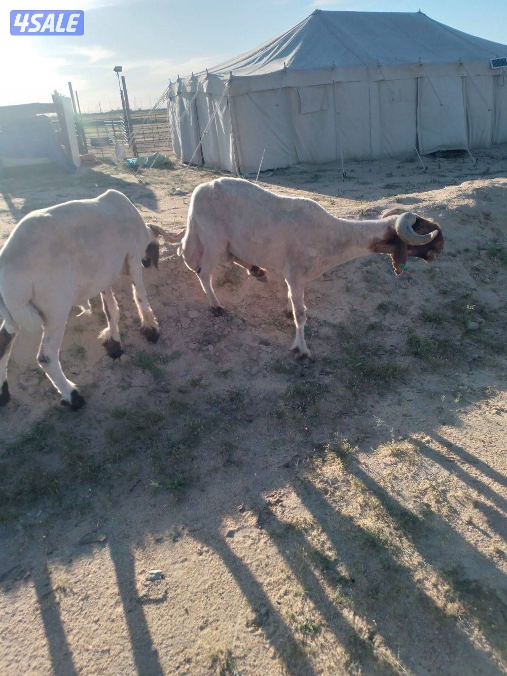 فحل ثني وفحل سدس شرط القريع0