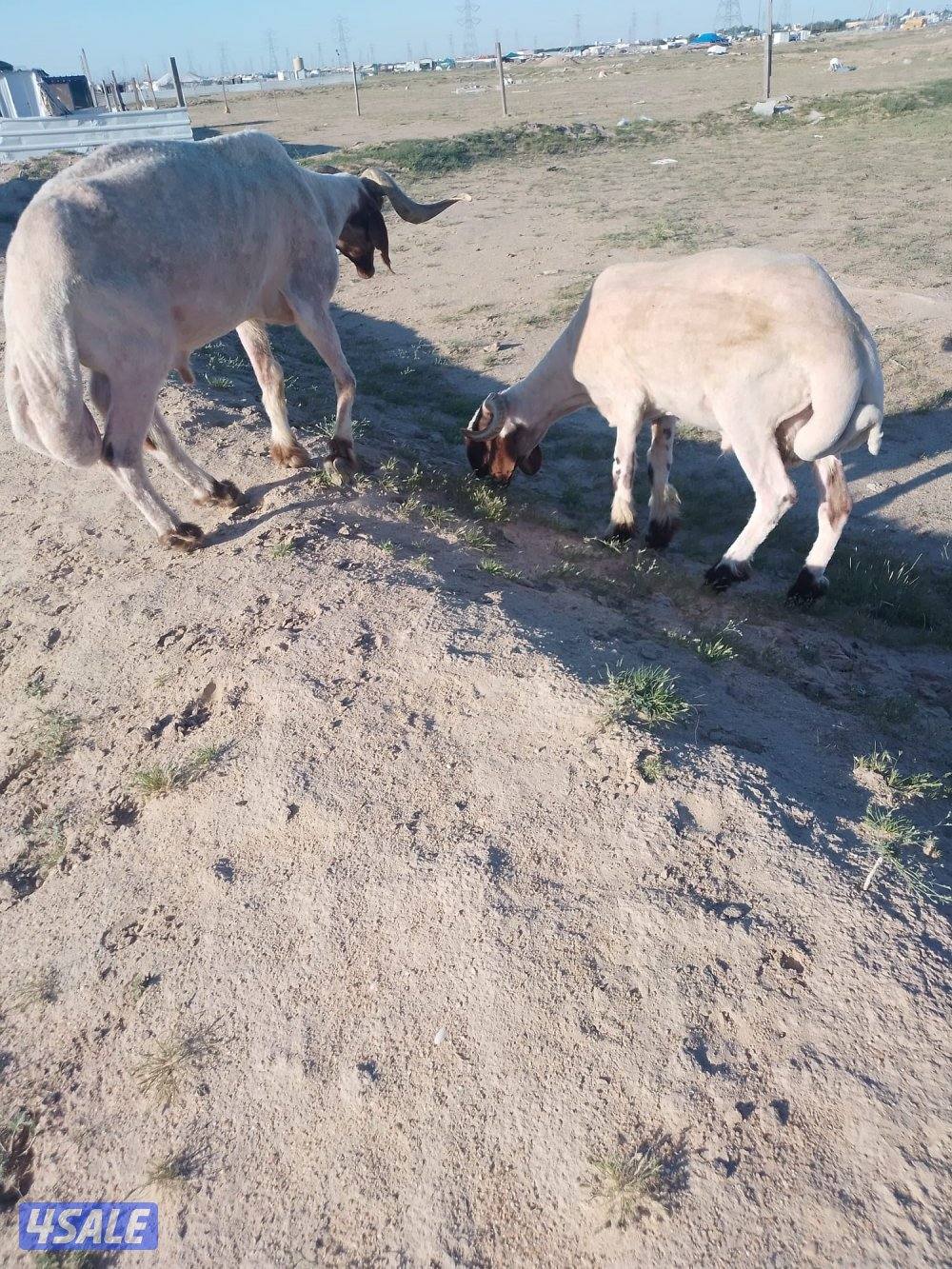 فحل ثني وفحل سدس شرط القريع1