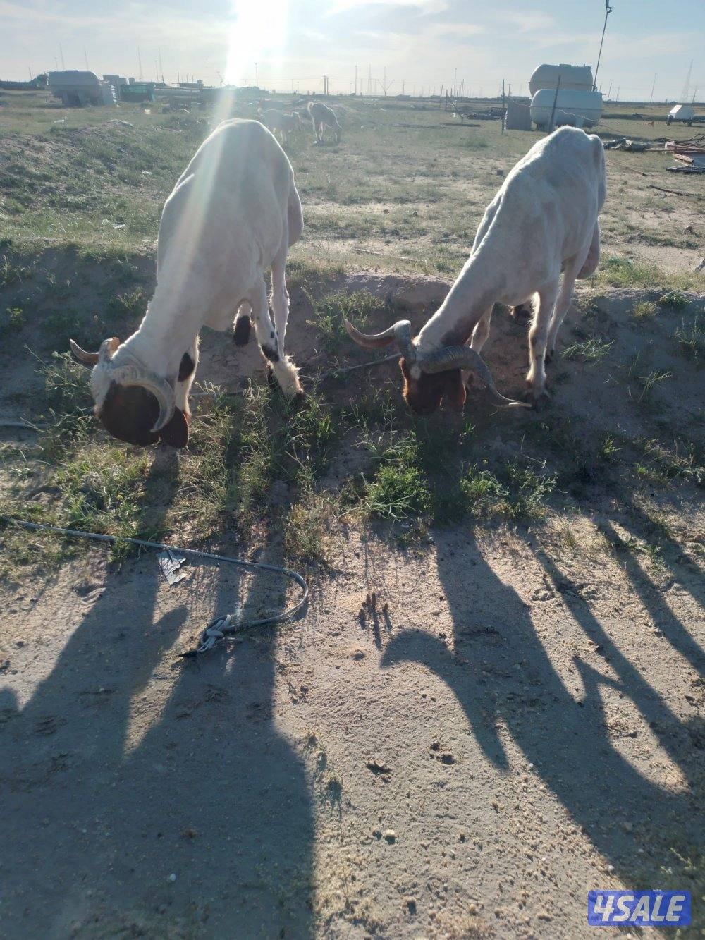 فحل ثني وفحل سدس شرط القريع2