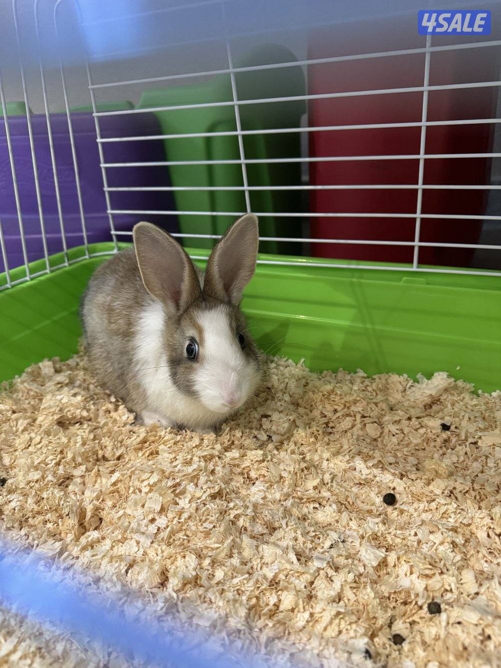 للبيع ارنب لعووب مع كامل اغراضه0