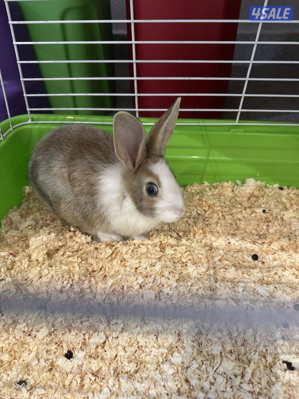للبيع ارنب لعووب مع كامل اغراضه1