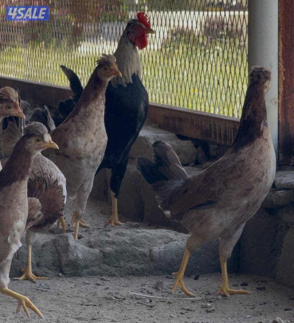 للبيع ديك و٦ دجاجات ( عربي قديم ، ترثه )0