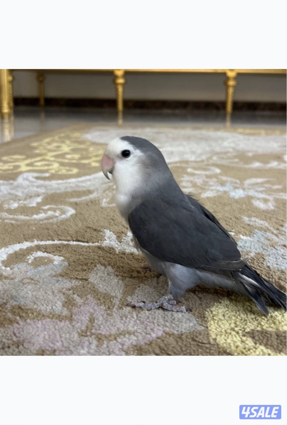 للبيع لوف بيرد شرط ربوه مايعض0