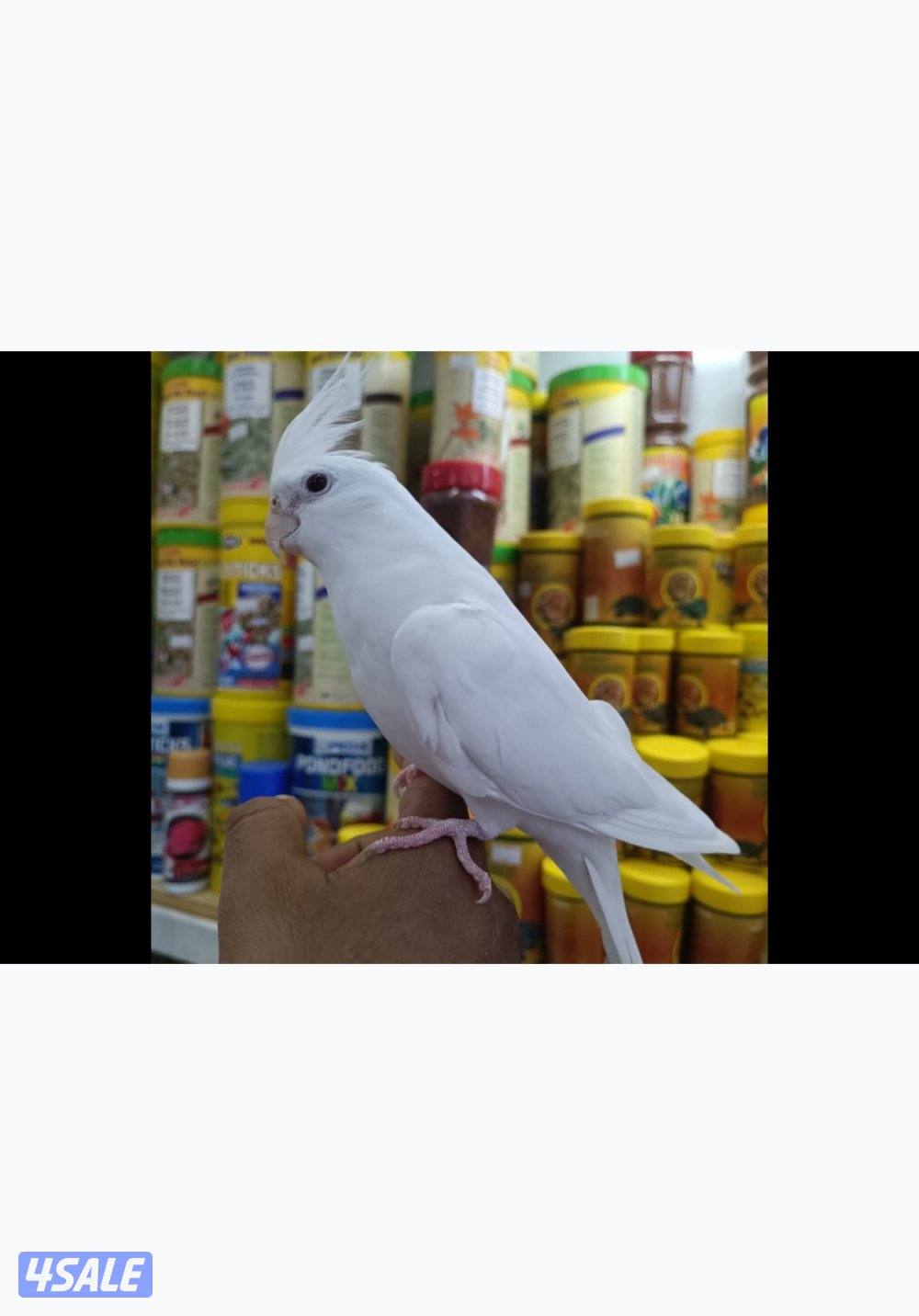 متوفر انواع الطيور تغريد و نوعيه فاخر حسب الطلب شرط الصحه جيد جدا1