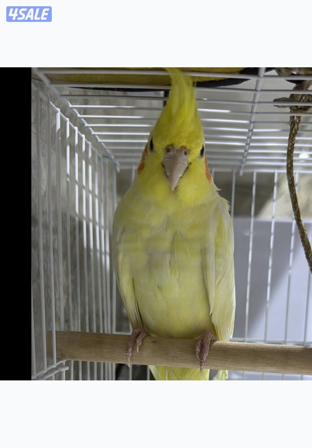 متوفر انواع الطيور تغريد و نوعيه فاخر حسب الطلب شرط الصحه جيد جدا2