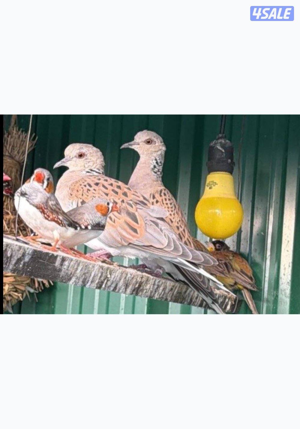متوفر انواع الطيور تغريد و نوعيه فاخر حسب الطلب شرط الصحه جيد جدا0