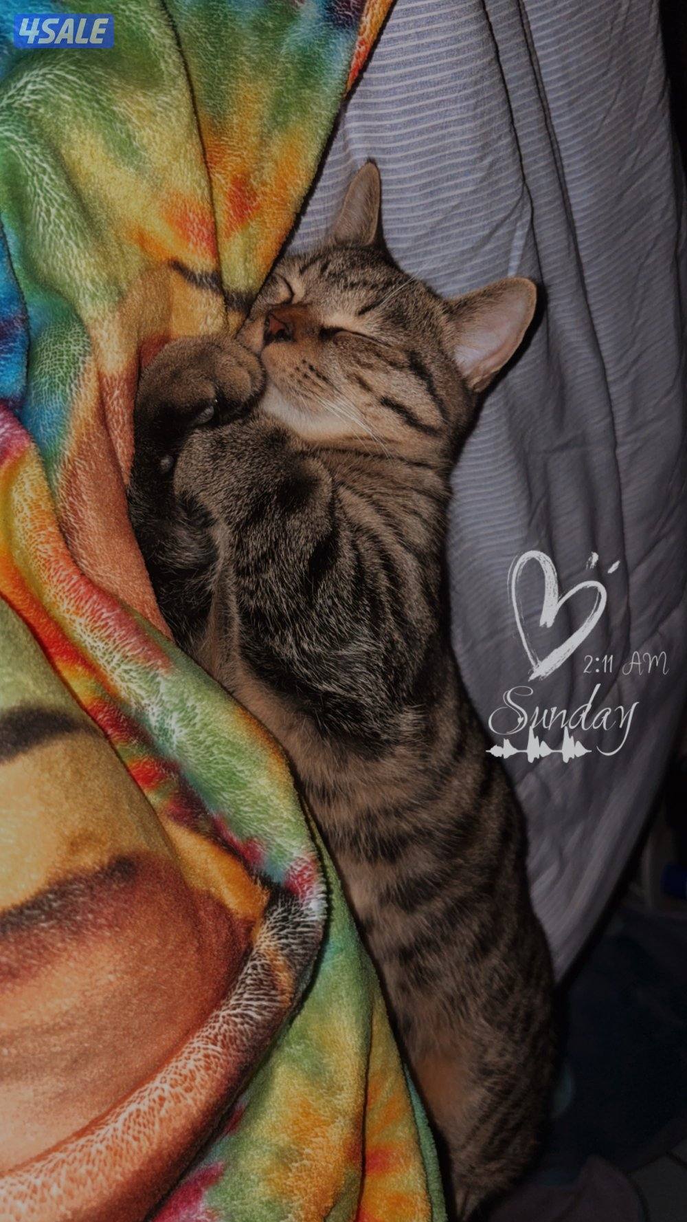 للتبني قط سكوتش0