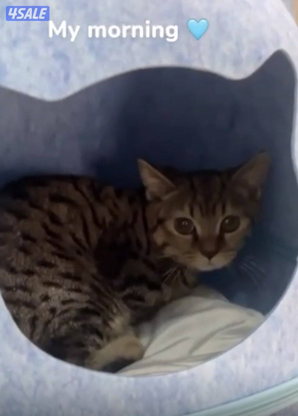 للتبني قط سكوتش1