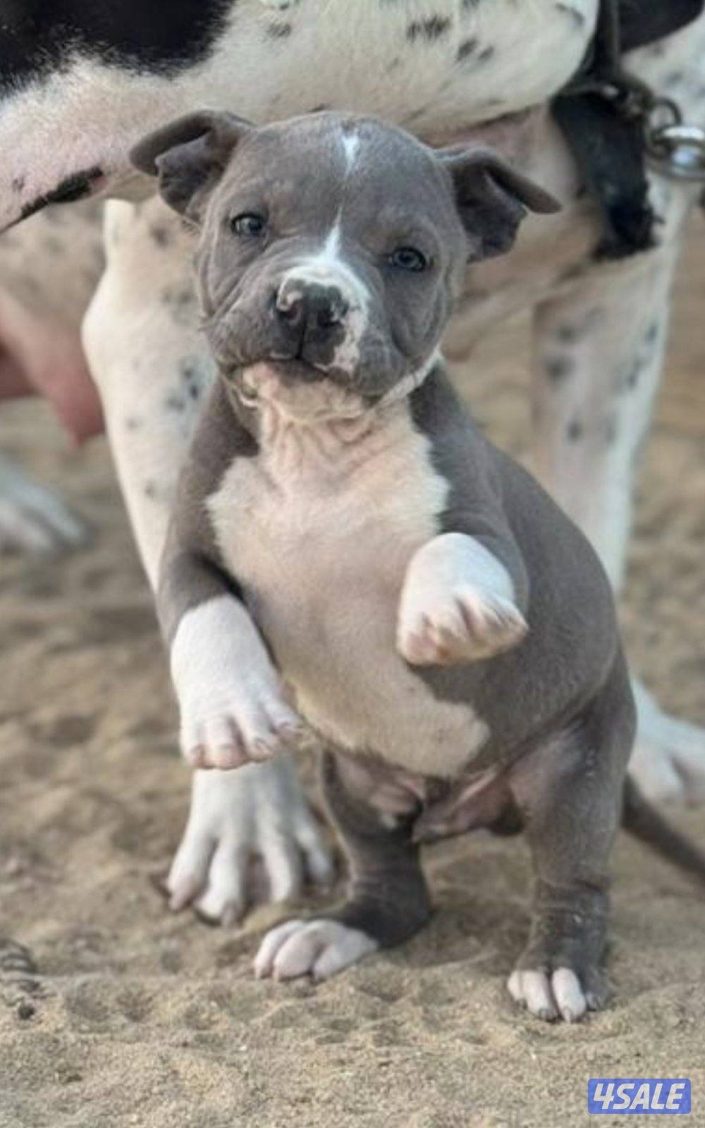 للبيع جراوه بيتبول xll0