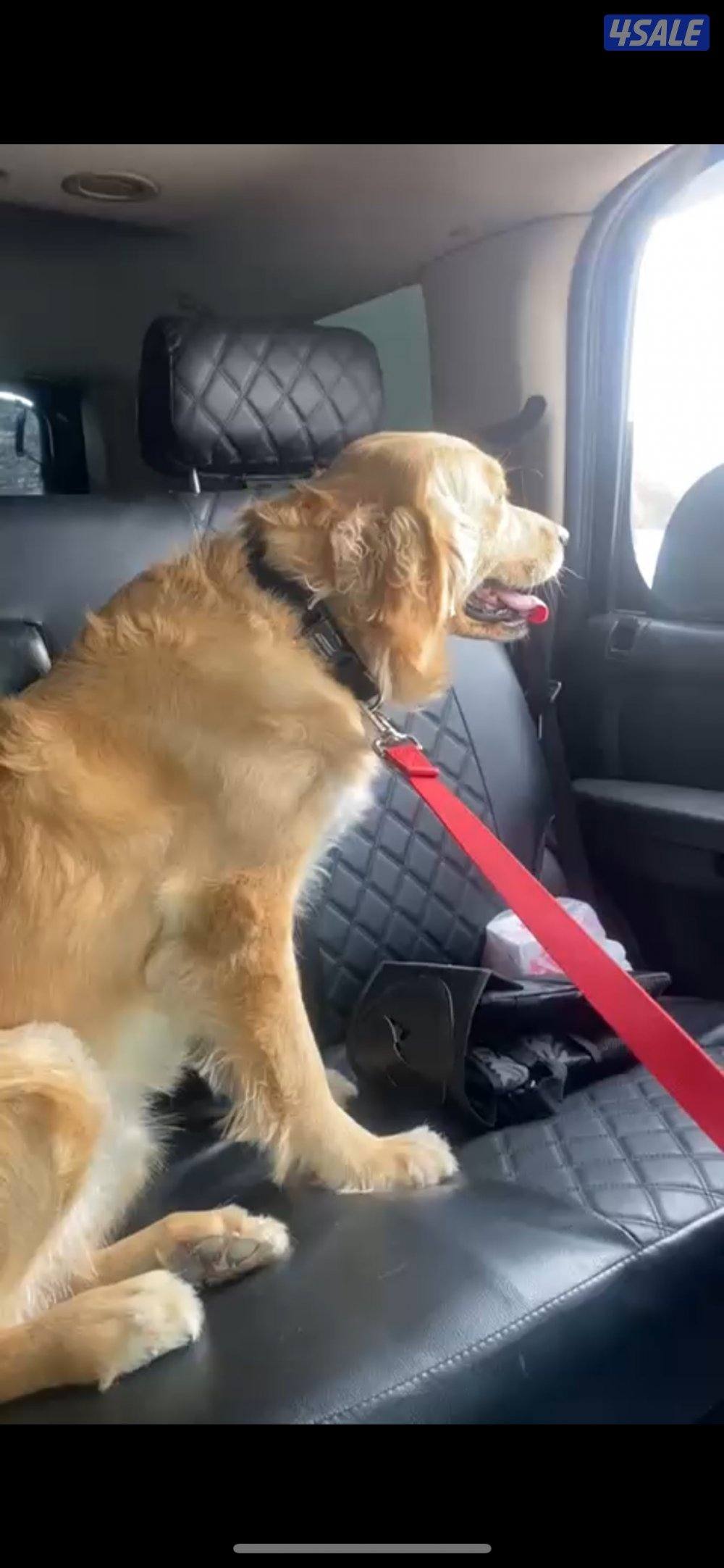 كلب قولدن ريتريفر جولدن لعوبه0