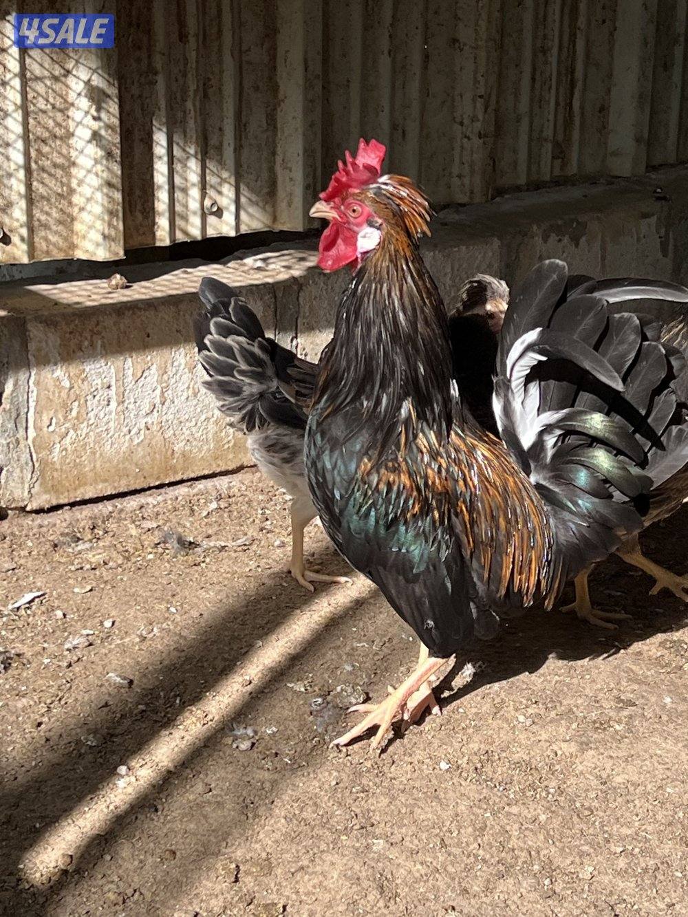 دجاج عربي قديم (ترثه) فاخر جدا وبيور0