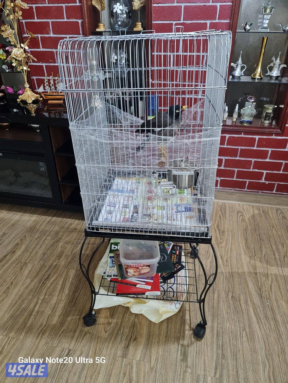 مينا تتكلم1