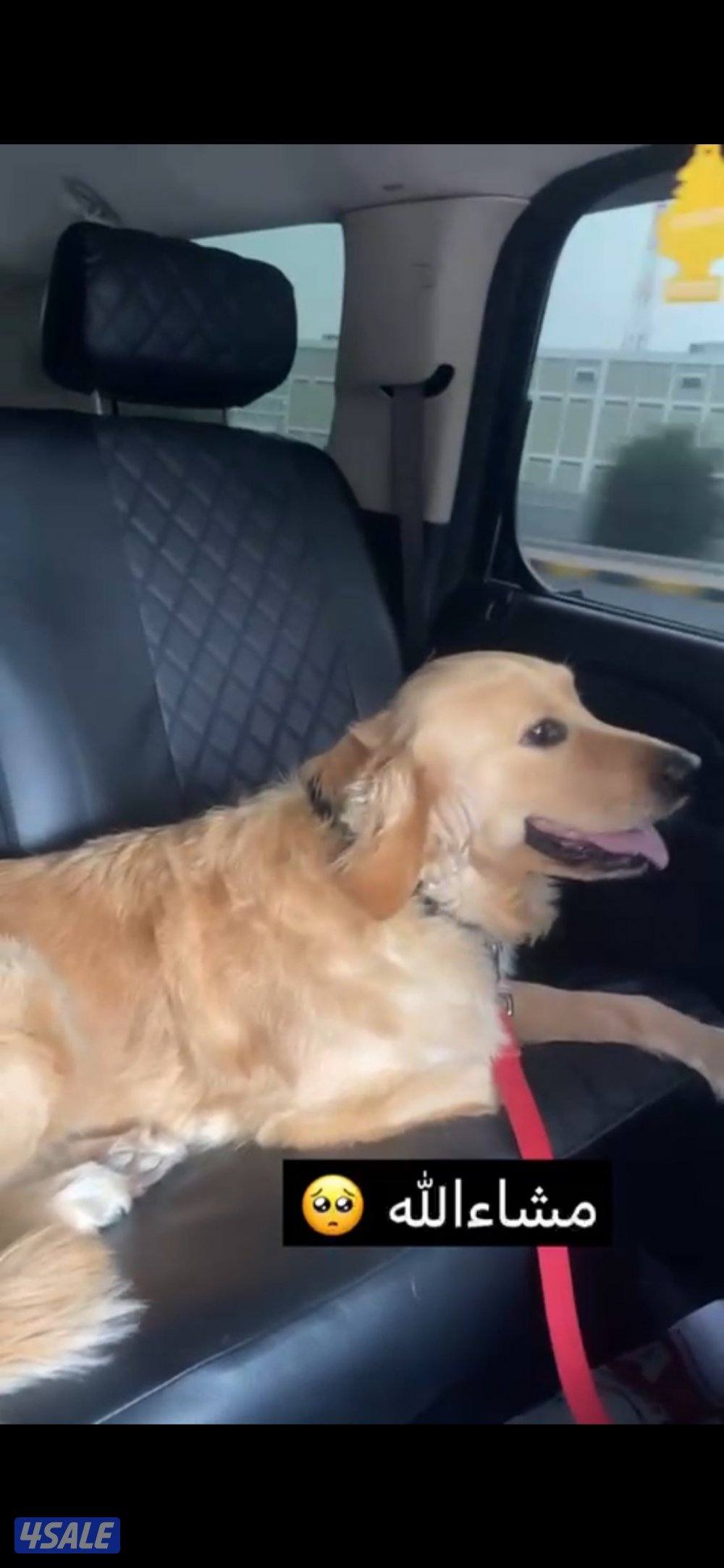 كلب قولدن ريتريفر جولدن لعوبه1