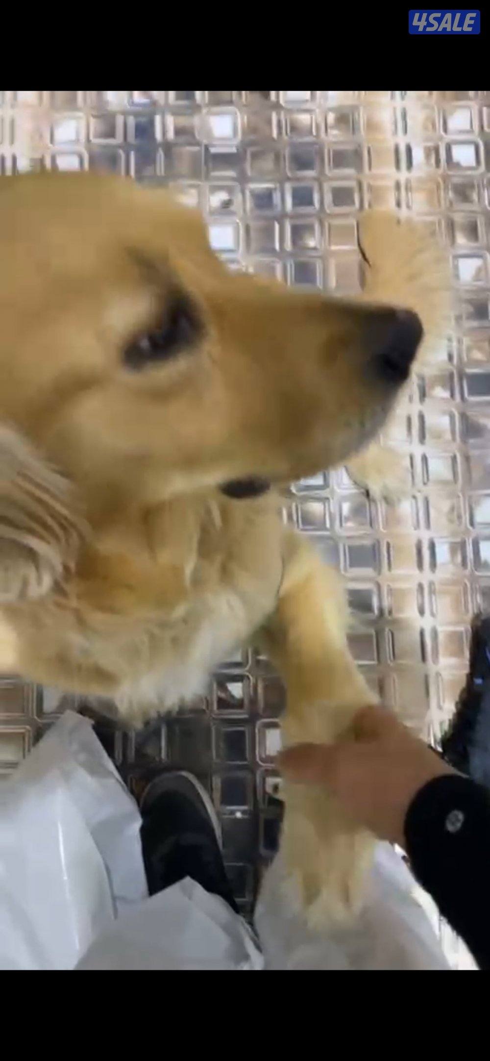 كلب قولدن ريتريفر جولدن لعوبه2