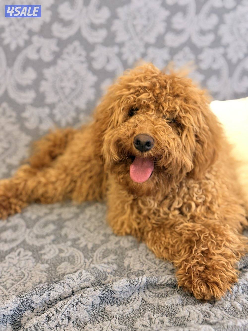 للبيع بودل العمر خمسة شهور يوجد معها جوازوت تطعيم Meet0