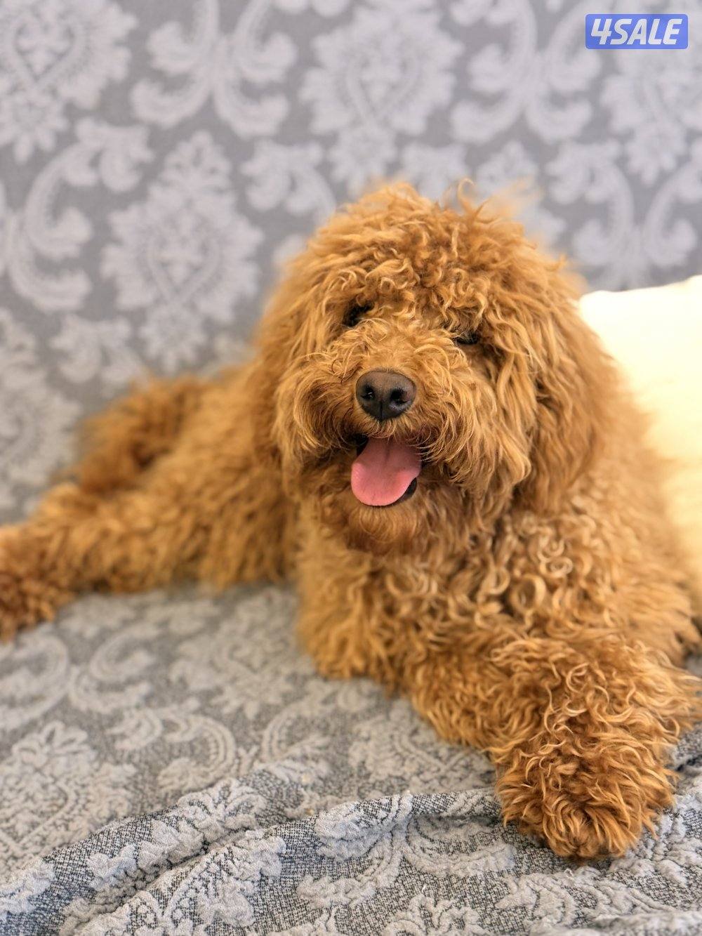 للبيع بودل العمر خمسة شهور يوجد معها جوازوت تطعيم Meet1