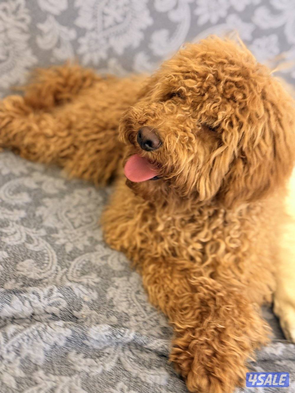 للبيع بودل العمر خمسة شهور يوجد معها جوازوت تطعيم Meet2