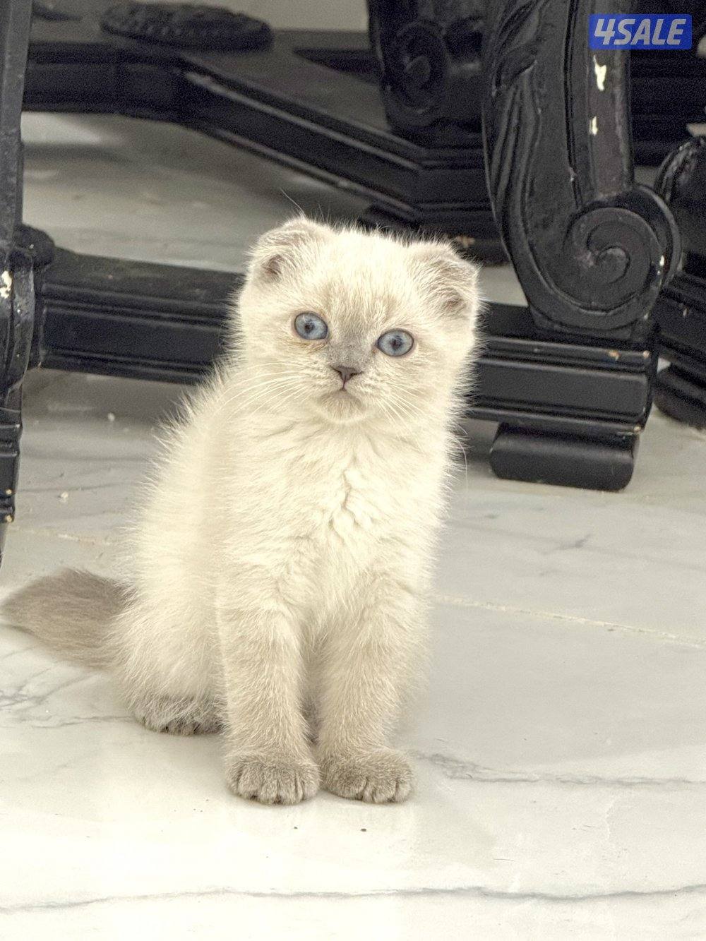 للبيع سكوتش فولد2