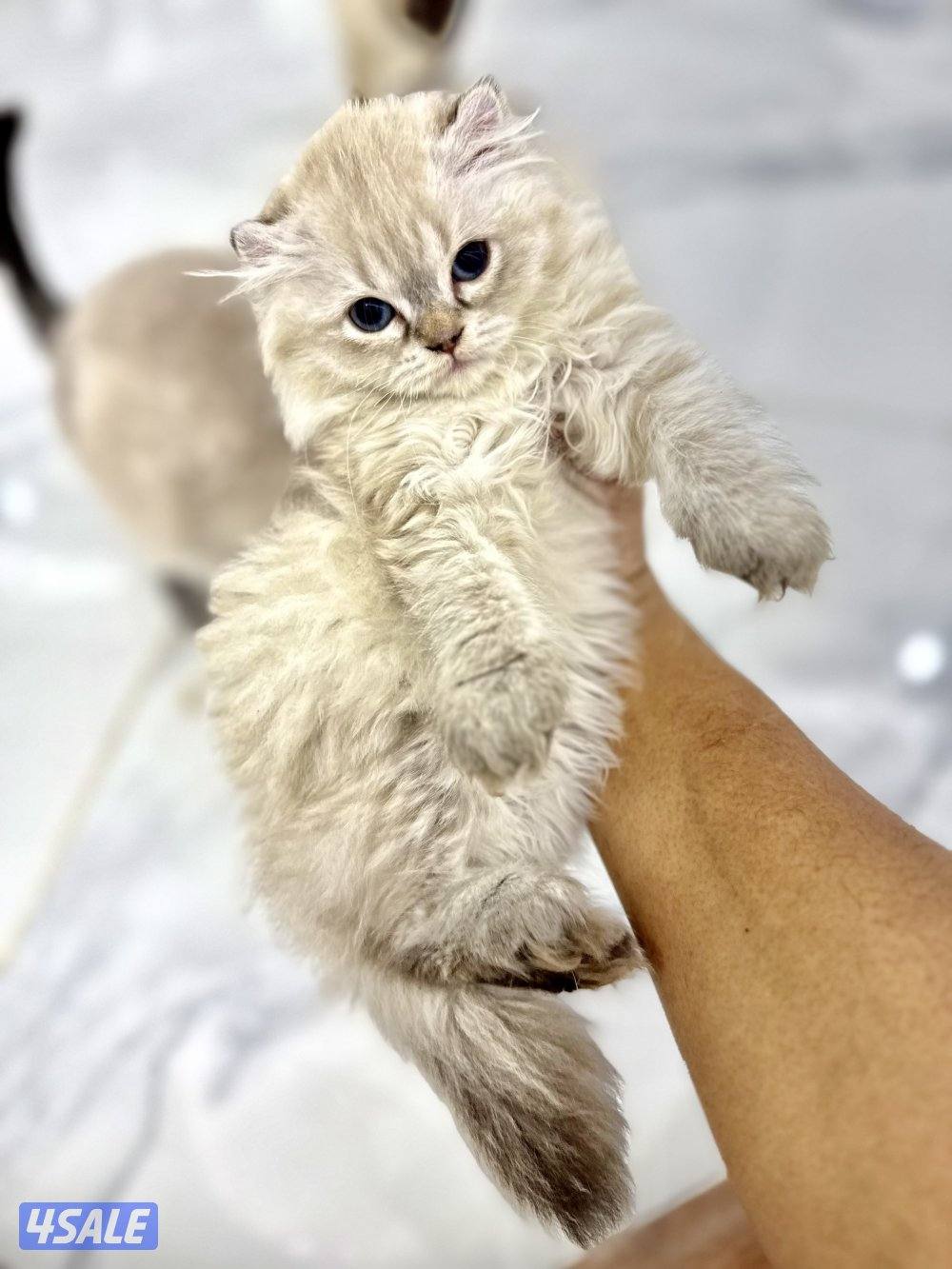 للبيع سكوتش فولد1