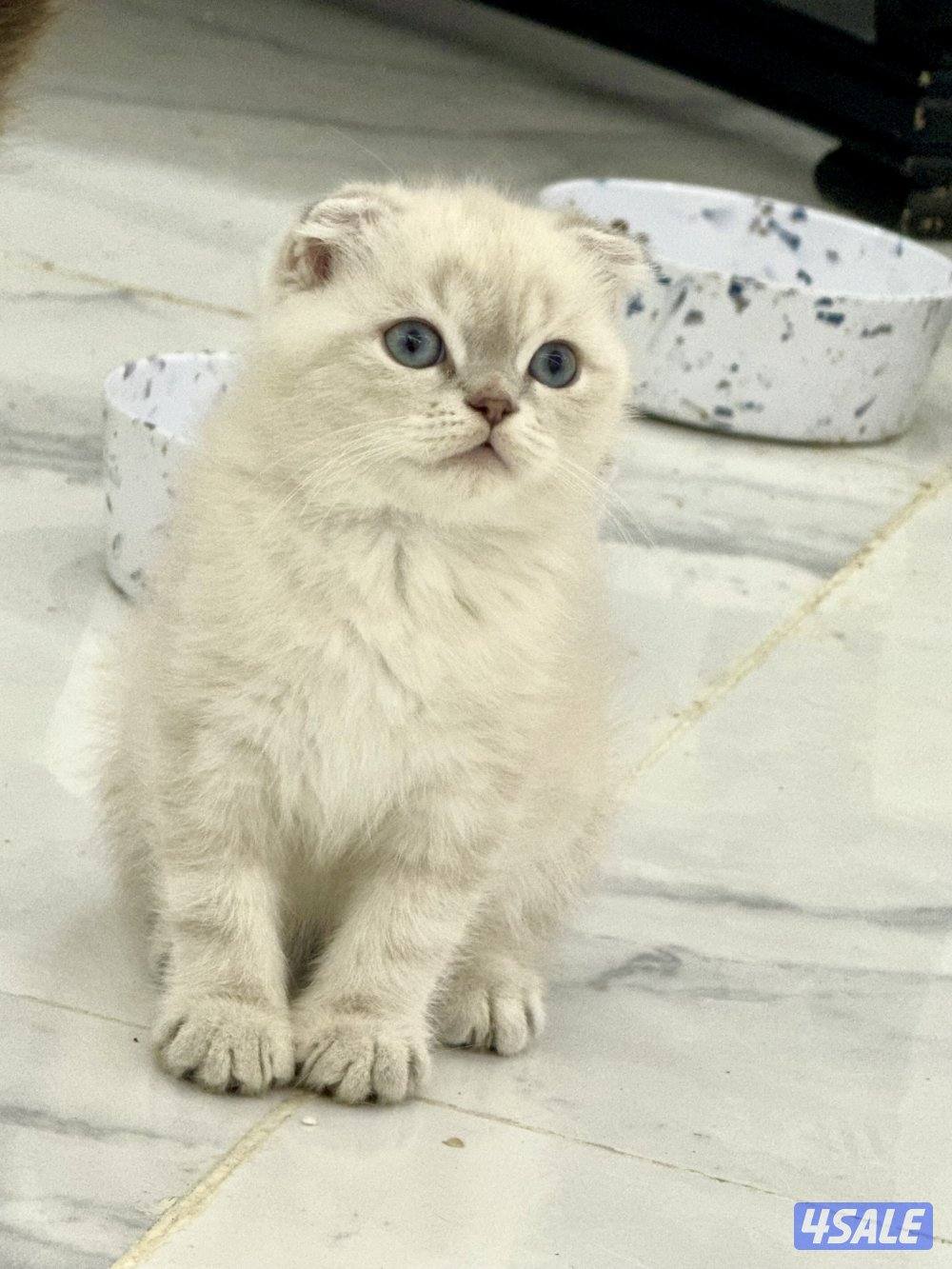 للبيع سكوتش فولد0