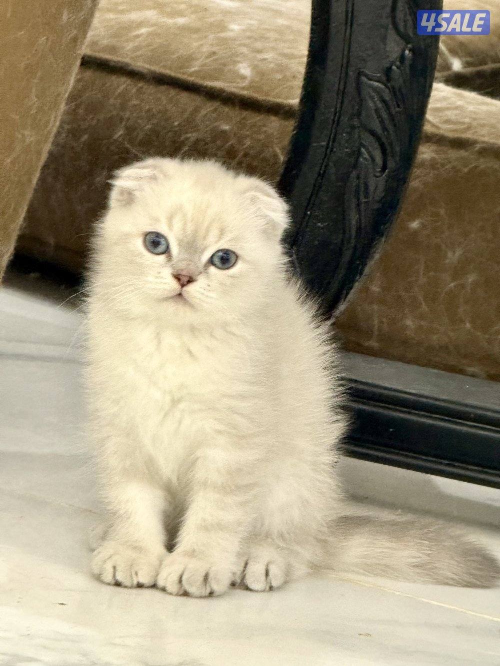 للبيع سكوتش فولد3