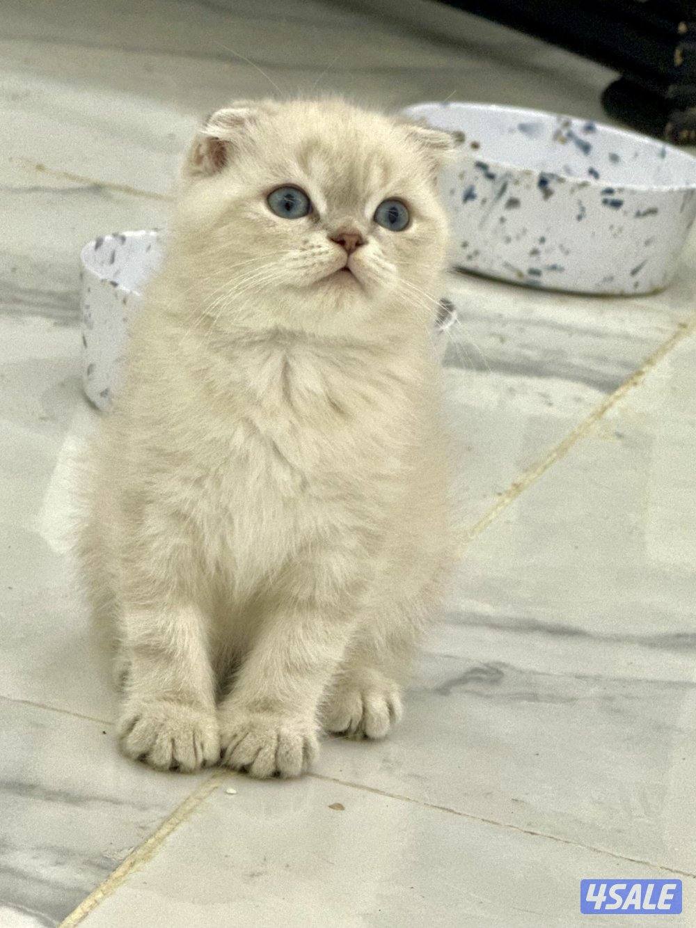 للبيع سكوتش فولد4