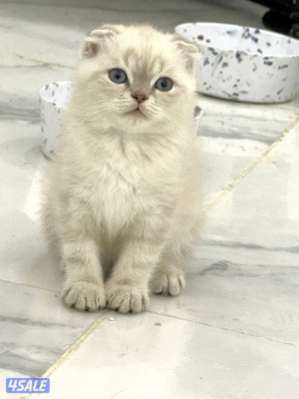 للبيع سكوتش فولد5