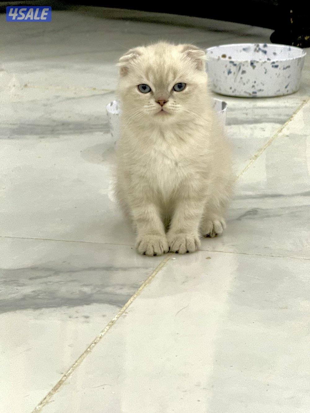 للبيع سكوتش فولد6