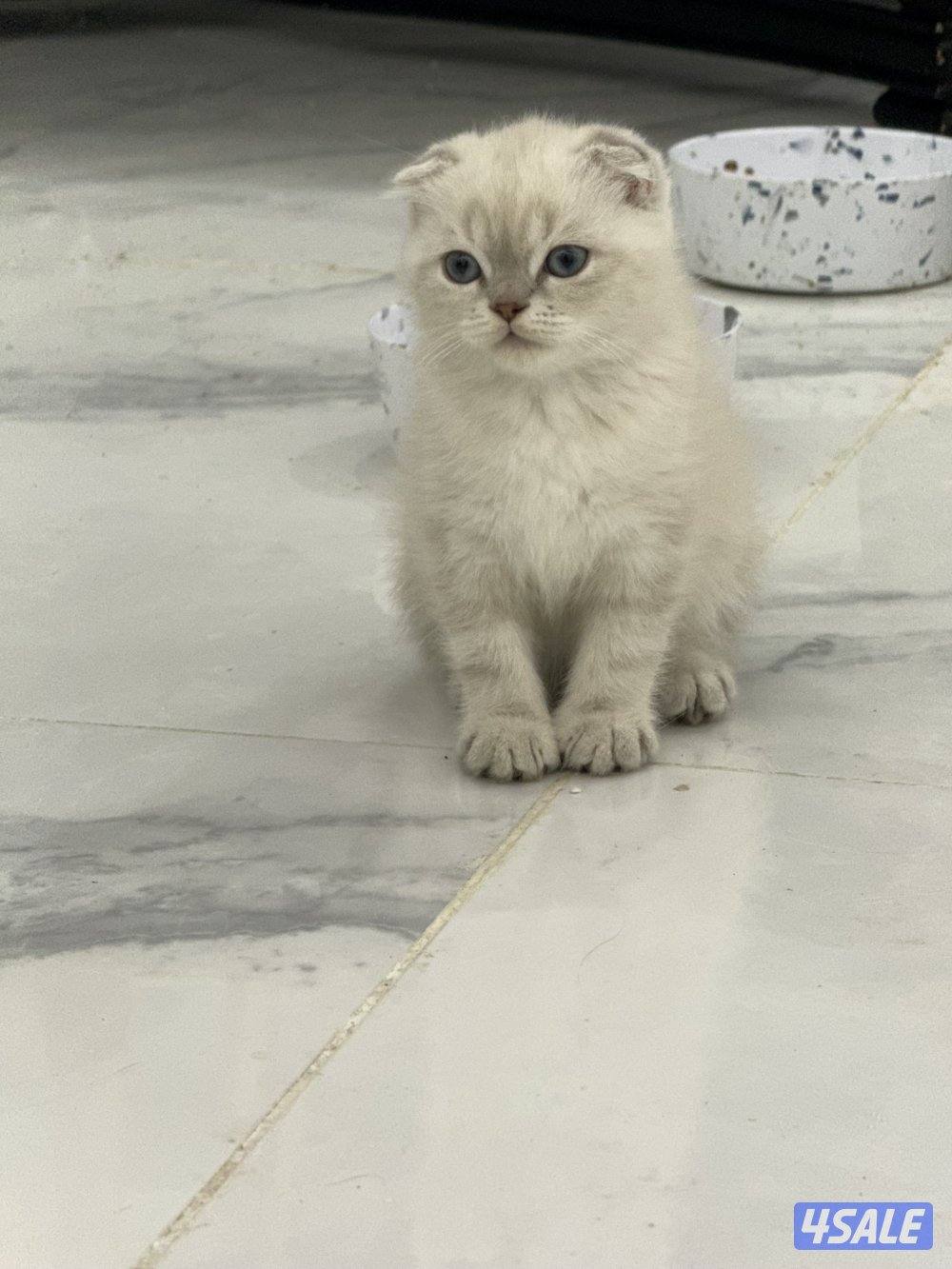 للبيع سكوتش فولد7