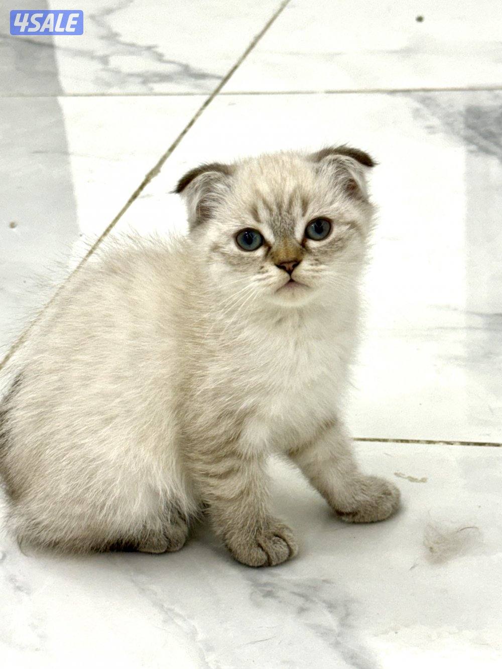 للبيع سكوتش فولد8